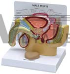 Male Pelvis Model cross section with Prostate